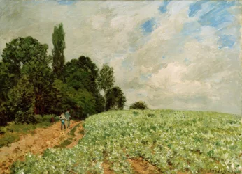 The Clover Field